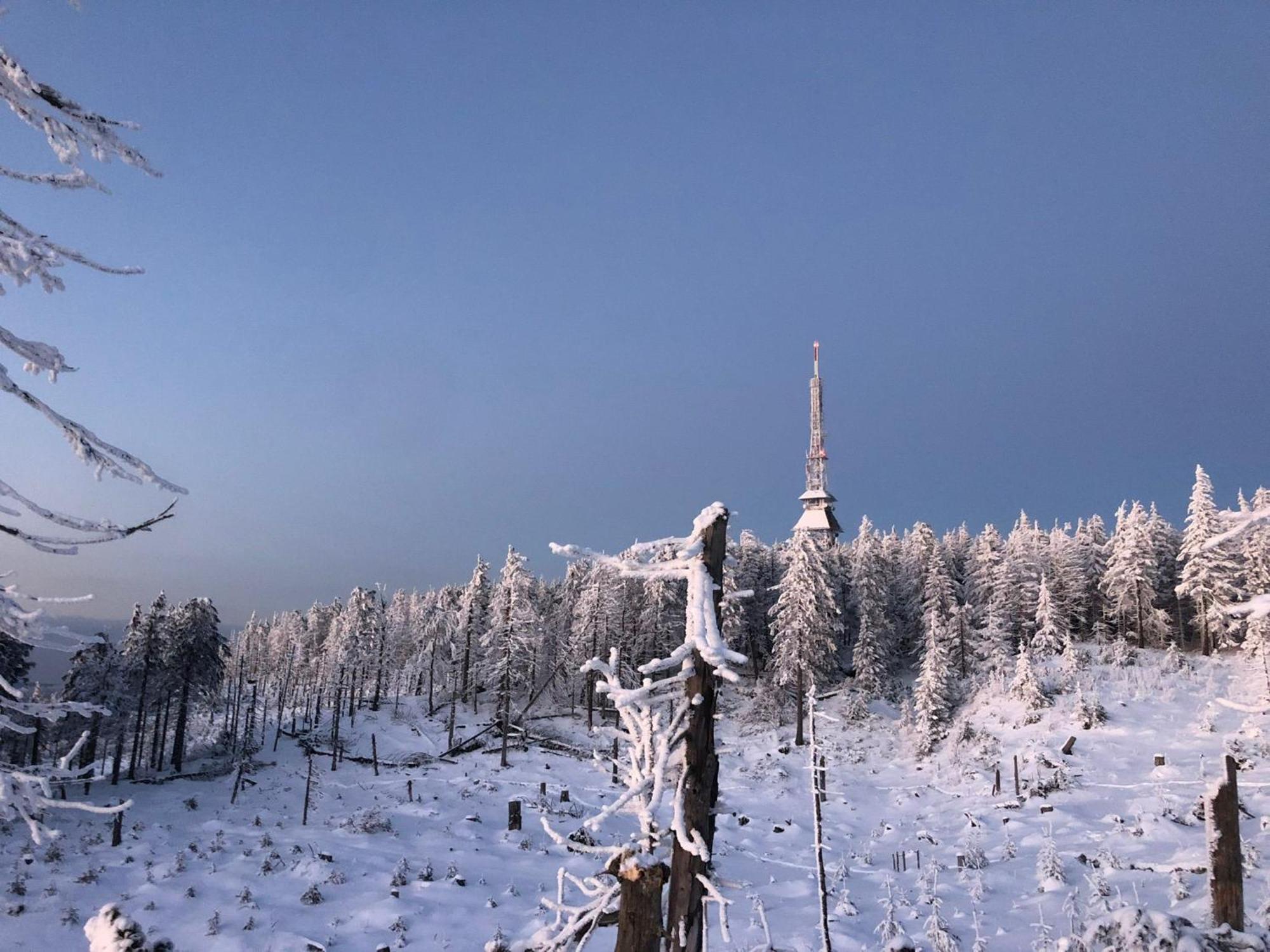 świstakówka Willa *